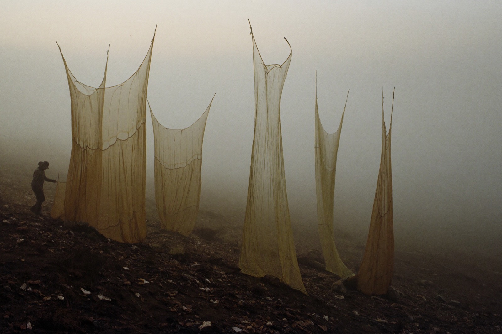 Fog-catching nets standing on an arid hillside at dawn