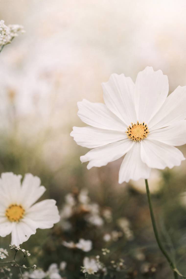 White cosmos blooms rising through soft green stems