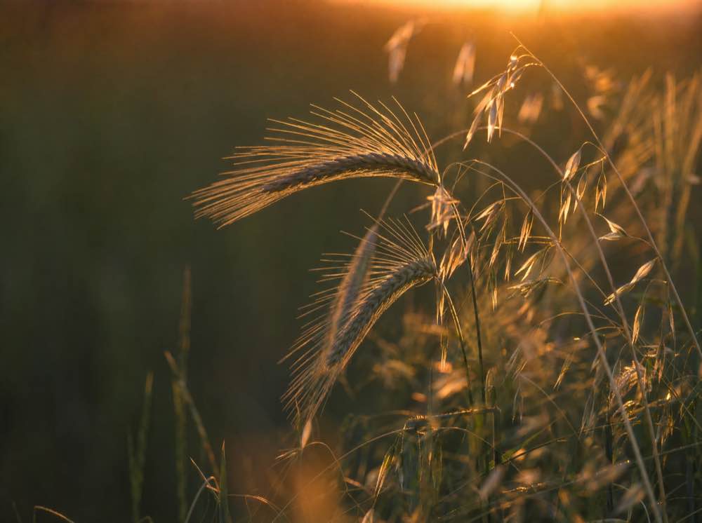 Backlit barley bending in the wind at sunset
