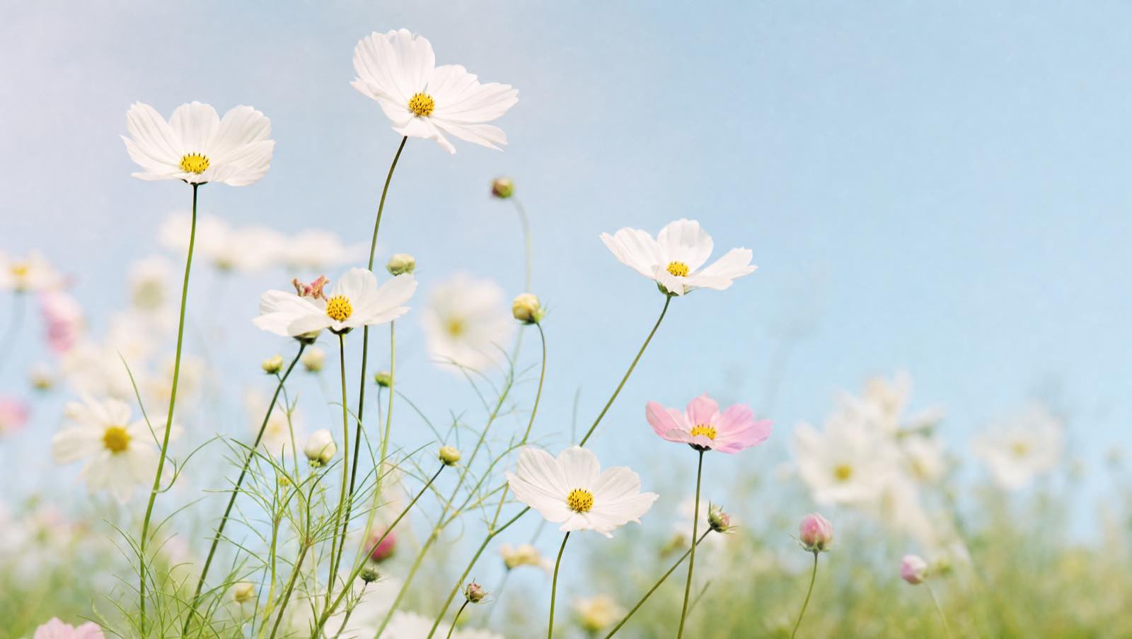 White cosmos flowers against a pale blue summer sky