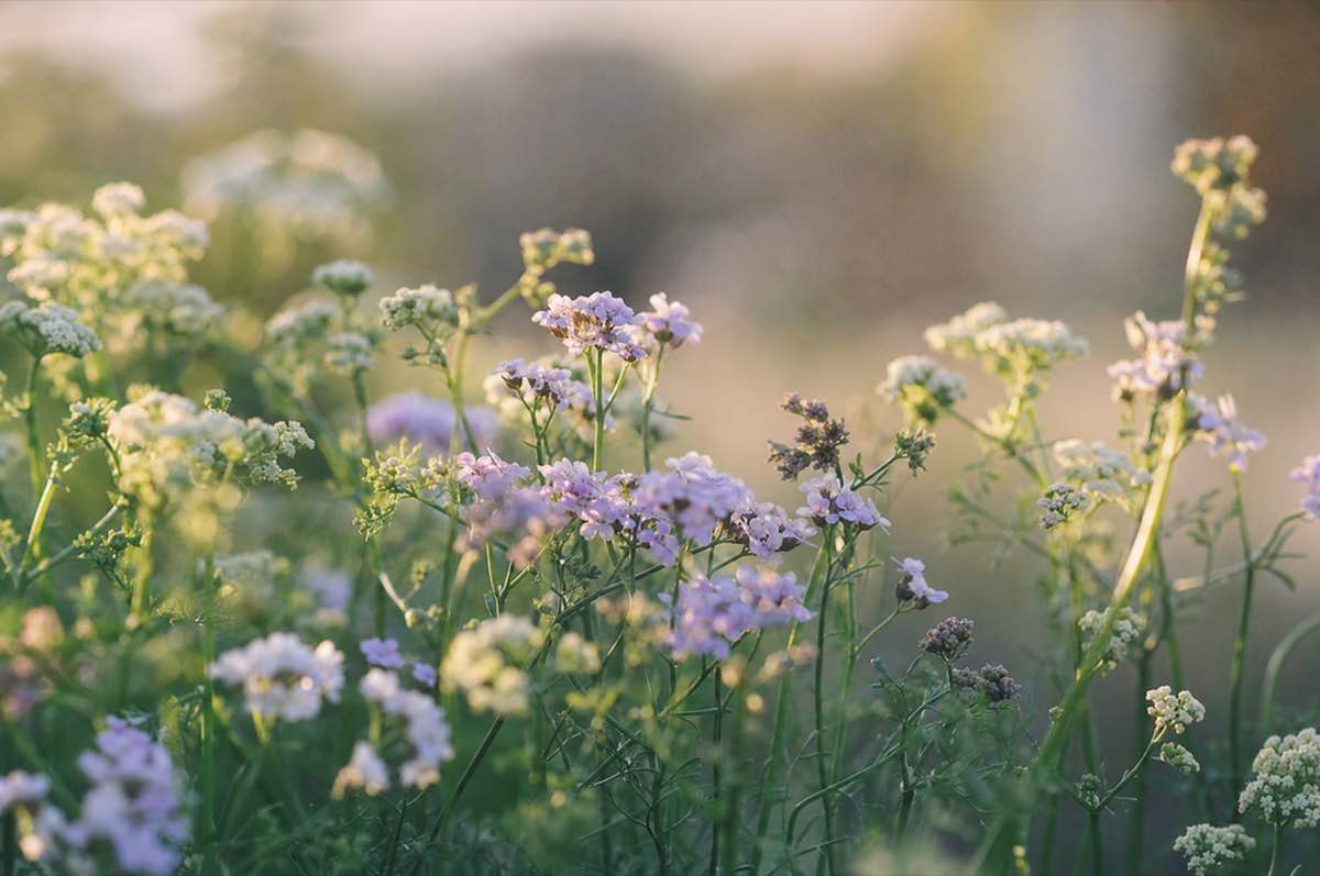 Pale wildflowers in soft evening light