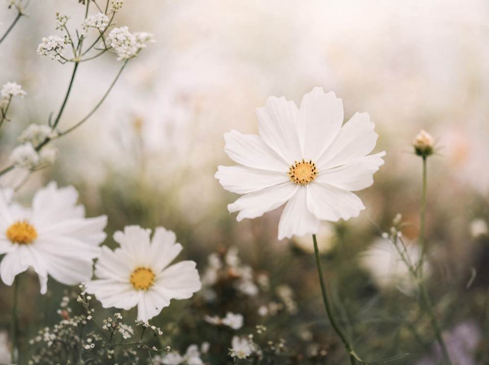 White cosmos blooms in soft overcast light